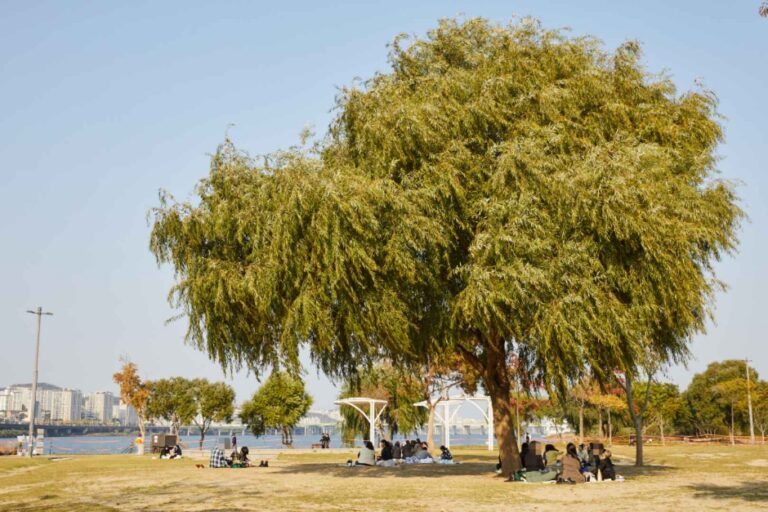 [ソウル] 盤浦漢江公園（반포한강공원）