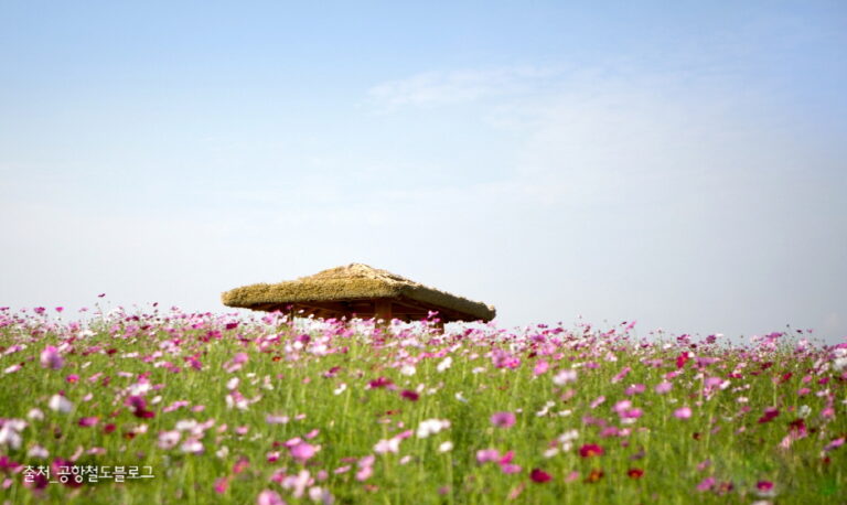 [仁川] 首都圏埋立地野生花団地ドリームパーク（수도권 매립지 야생화단지 드림파크)