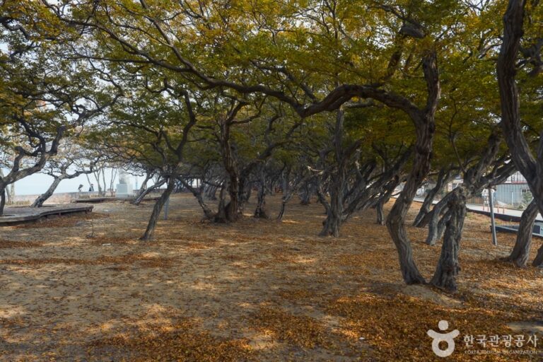 [仁川] アカシデ群生地（서어나무(소사나무)군락지）