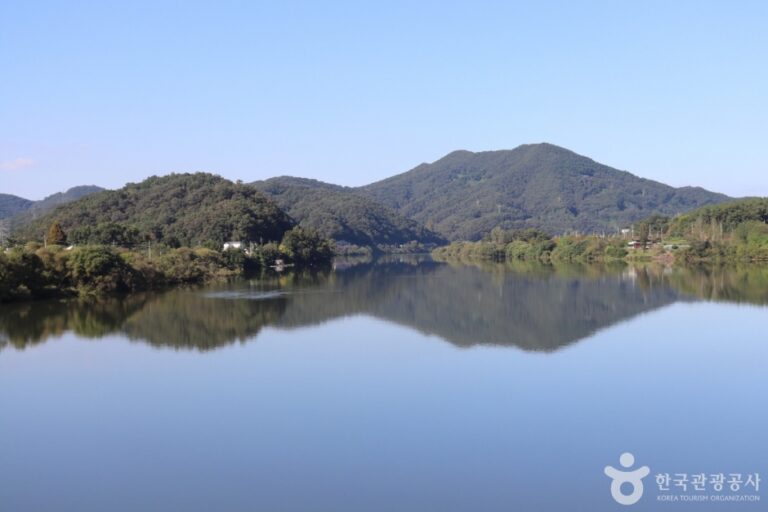 [大田] マルバヤナギ群生地（왕버드나무군락지）