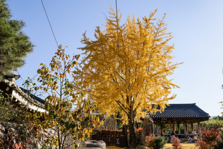 [大邱] ハンバム村（한밤마을）