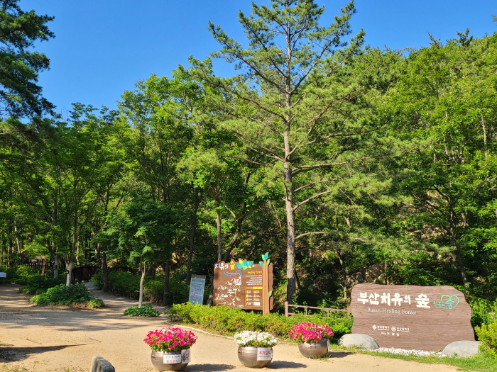 [釜山] 釜山 治癒の森（부산 치유의 숲）