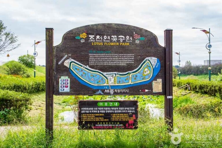 [世宗] 鳥川蓮花公園（조천연꽃공원）