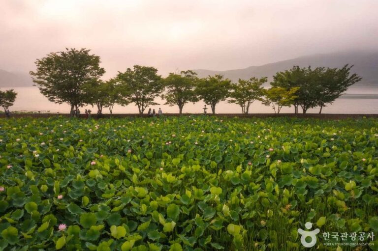 [京畿道] 洗美苑（세미원）