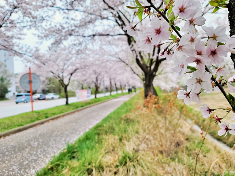 [京畿道] 平沢湖芸術公園（평택호예술공원）