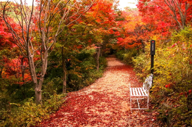 [京畿道] 西厚里の森 （서후리숲）