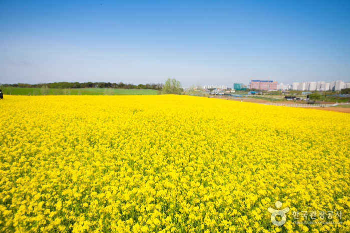 [京畿道] 安城ファームランド（안성팜랜드）
