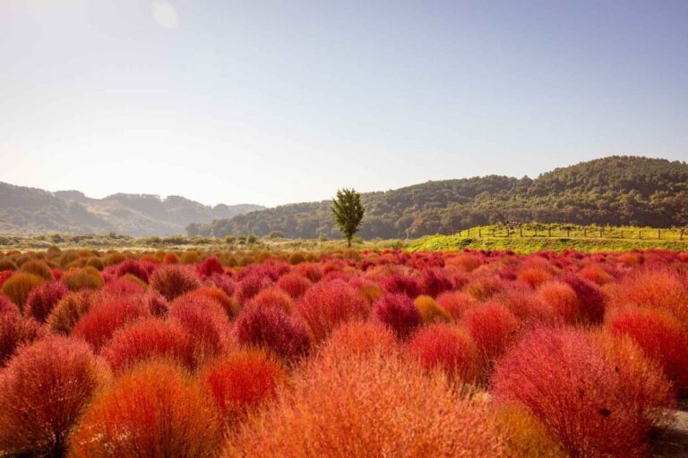 [京畿道] 臨津江コキア公園（임진강 댑싸리공원）