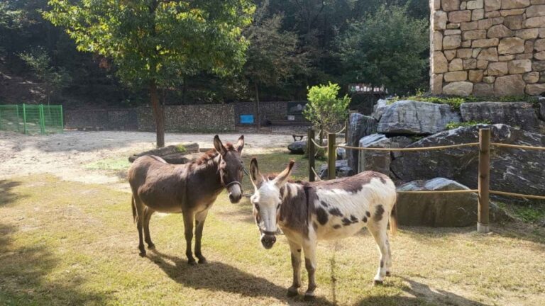 [京畿道] DONKEY STARZ（동키스타즈）