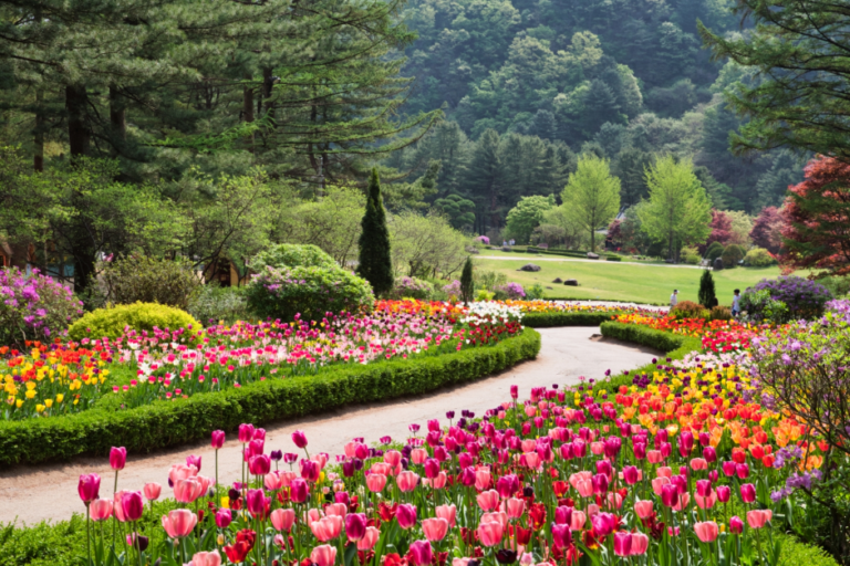 [京畿道] 春花フェスタ（봄꽃페스타）