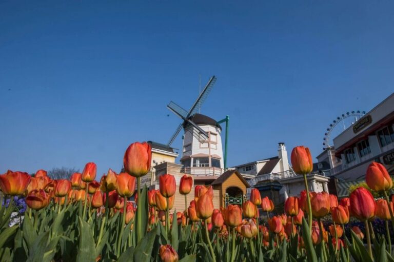 [京畿道] エバーランドFour Seasons Garden（에버랜드Four Seasons Garden（에버랜드 튤립가든））