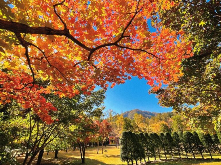 [江原道] 南怡島（남이섬）