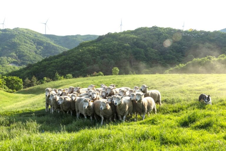 [江原道] Samyang Roundhill（삼양라운드힐）