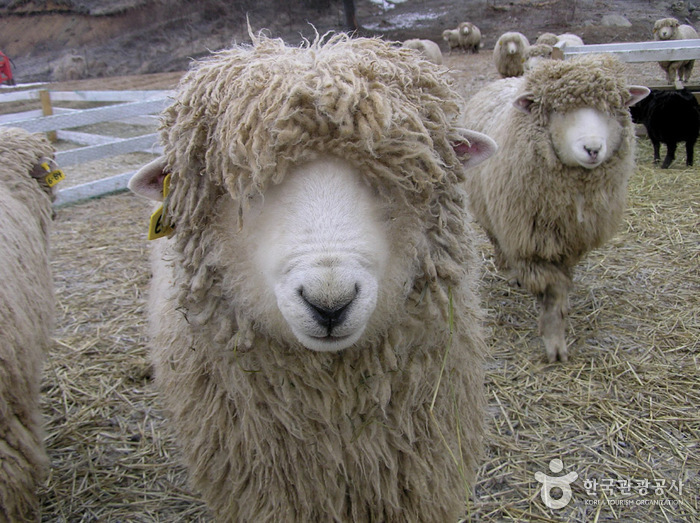 [江原道] 平昌 ウィヤジ風の村（평창 의야지 바람마을）