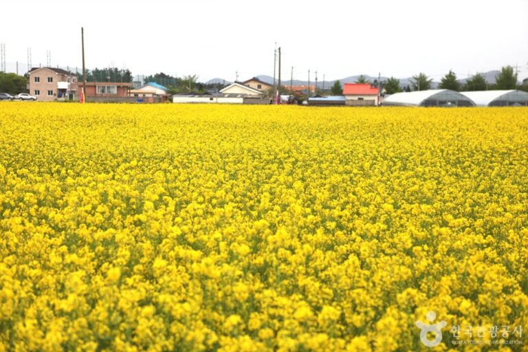 [江原道] 三陟孟芳菜の花村（삼척 맹방유채꽃 마을）
