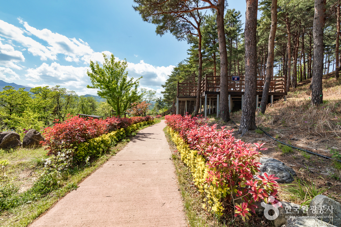 [江原道] 森博物館（숲박물관）