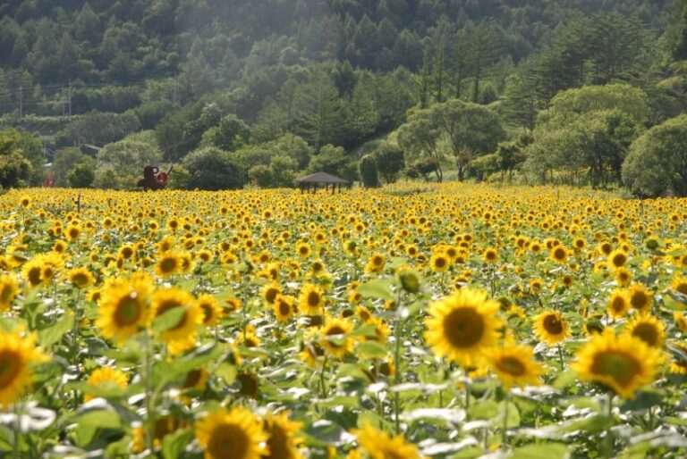 [江原道] 太白ひまわり祭り（태백 해바라기축제）