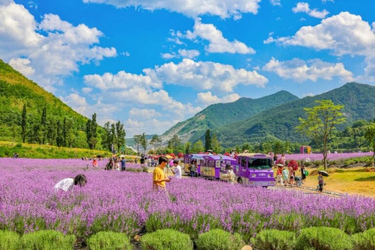 [江原道] 武陵別有天地ラベンダー祭り（무릉별유천지 라벤더축제）