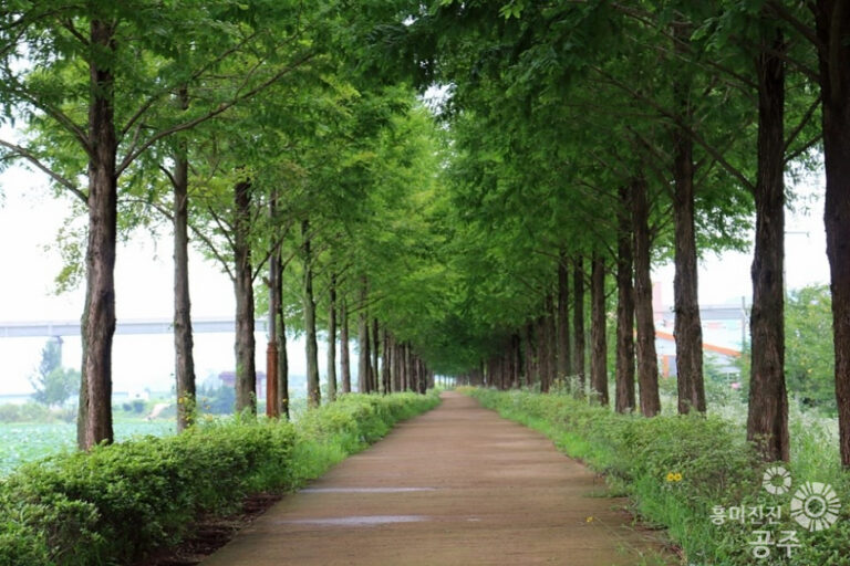 [忠清南道] メタセコイア並木道（메타세콰이어길）