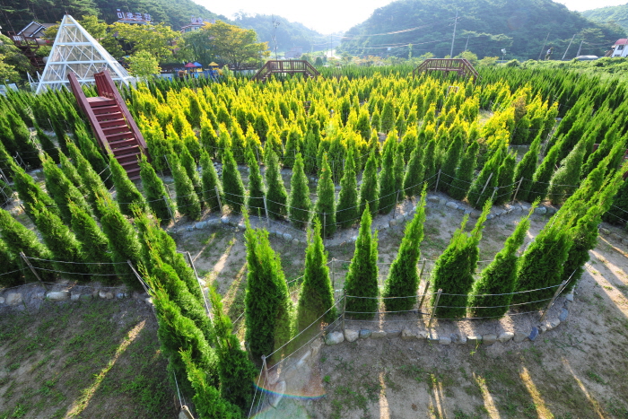[忠清南道] 安眠島迷路公園（안면도 미로공원）