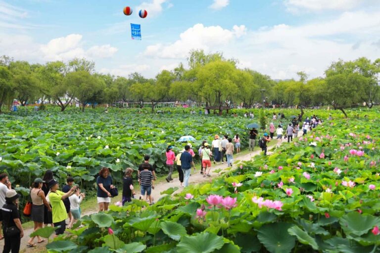 [忠清南道] 扶余薯童蓮祭り（부여서동연꽃축제）