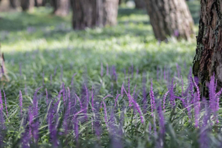 [慶尚北道] 尚州ヤブラン松林（상주 맥문동 솔숲）