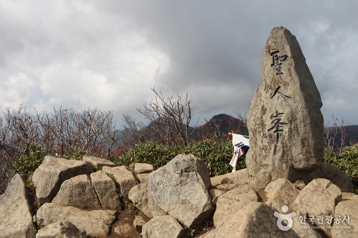 [慶尚北道] 聖人峰原始林（鬱陵島、独島国家地質公園）（성인봉 원시림（울릉도, 독도 국가지질공원））