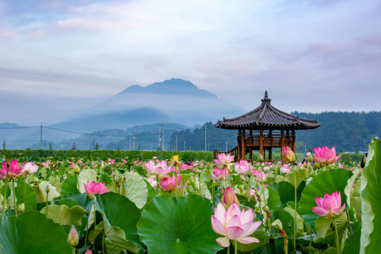 [慶尚南道] 咸安蓮華テーマパーク（함안연꽃테마파크）
