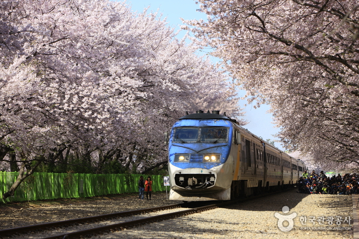 [慶尚南道] 慶和駅桜道（경화역 벚꽃길）