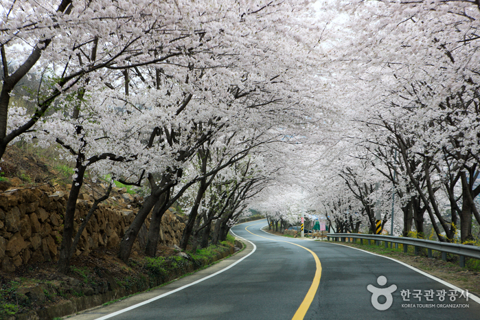 [慶尚南道] 十里桜並木（십리벚꽃길）