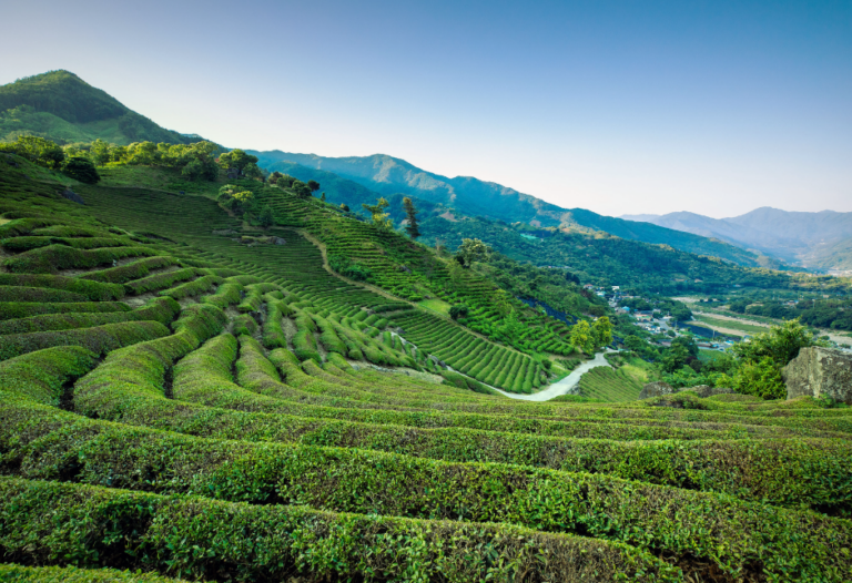 [慶尚南道] 河東野生茶文化祭り（하동 야생차문화축제）