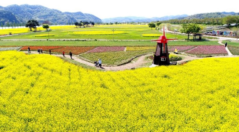 [慶尚南道] 昌寧洛東江菜の花祭り（창녕낙동강유채축제）