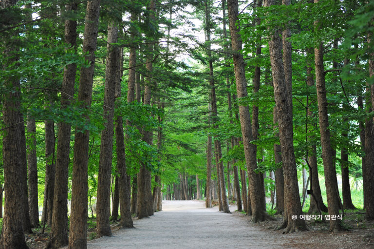 [全北] 来蘇寺モミ林の道（내소사전나무숲길）