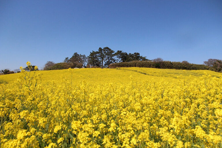 [全北] スソン堂菜の花（수성당유채꽃）
