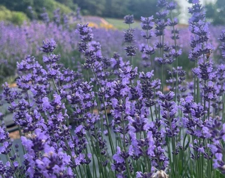 [全北] 高敞清農園ラベンダー祭り（고창청농원 라벤더 축제）