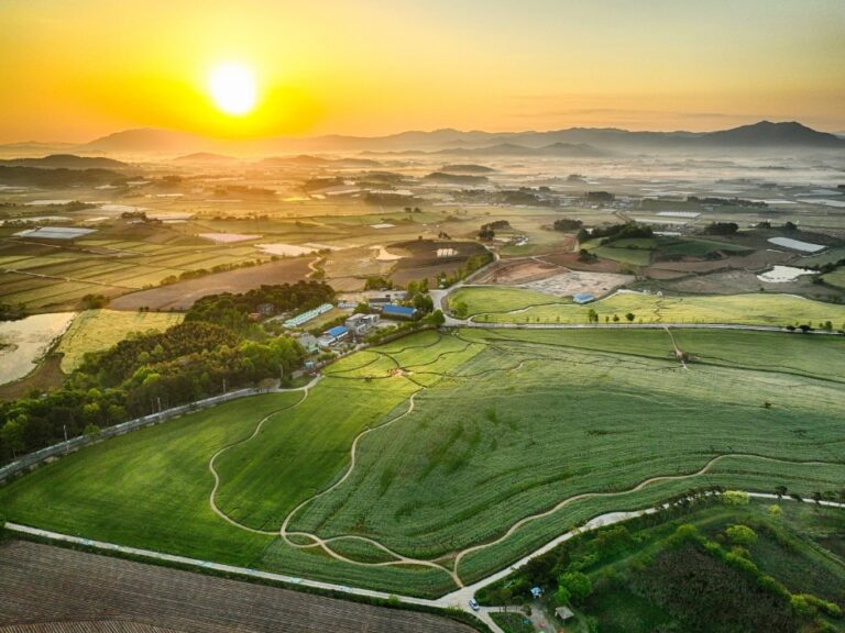 [全北] 高敞青麦畑祭り（고창청보리밭 축제）