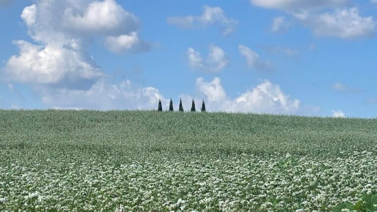 [全北] 広い野原 鶴園農場（넓은 들 학원 농장）