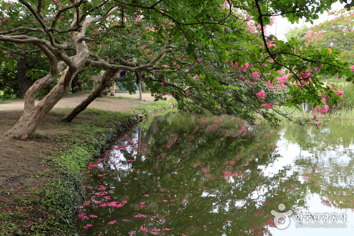 [全羅南道] 潭陽 鳴玉軒 苑林 （담양 명옥헌 원림）