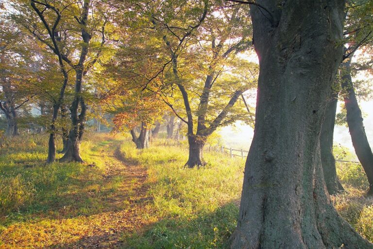 [全羅南道] スプチェンイ公園（숲쟁이공원）