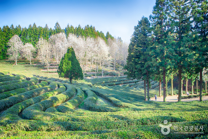 [全羅南道] 大韓茶園（대한다원）
