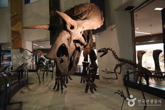 [全羅南道] 木浦自然史博物館（목포자연사박물관）