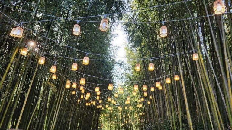 [全羅南道] 潭陽竹祭り（담양 대나무축제）