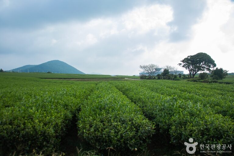 [済州] 西広茶畑（서광차밭）