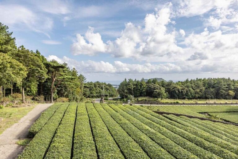 [済州] 西帰茶園（서귀다원）