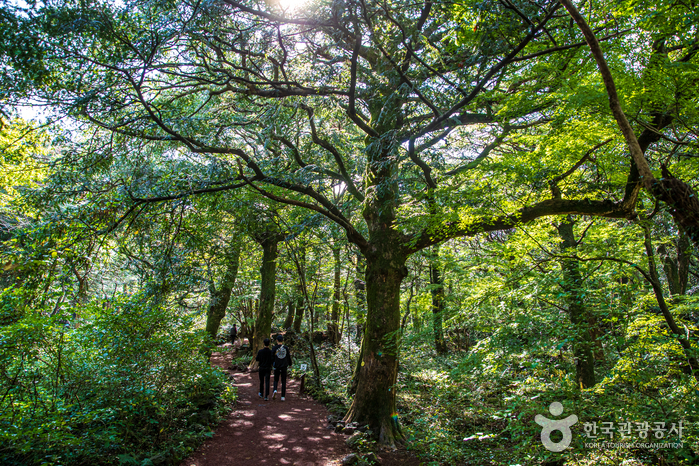 [済州] 榧子林（비자림）