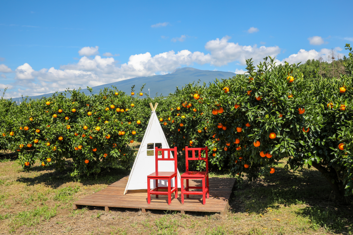 [済州] 休愛里自然生活公園（휴애리자연생활공원）