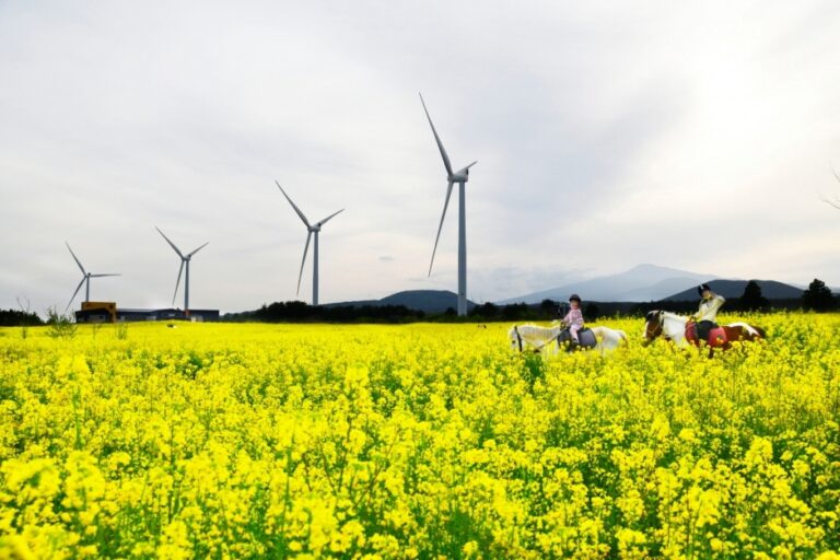 [済州] ポニー体験公園（조랑말체험공원）