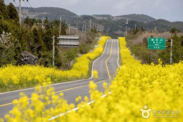 [済州] 西帰浦加時里村（鹿山路菜の花ロード）（서귀포 가시리마을（녹산로 유채꽃도로））