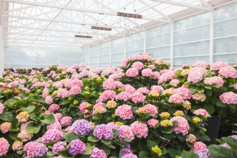 [済州] 休愛里春のアジサイ祭り（휴애리 봄 수국축제）